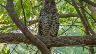 Best news ever!  Not one but TWO Powerful Owls.  