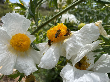 Big Sur Wildflowers