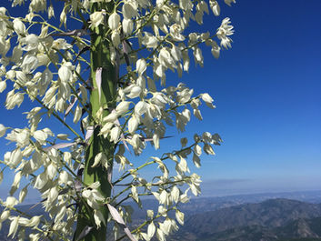 Yucca