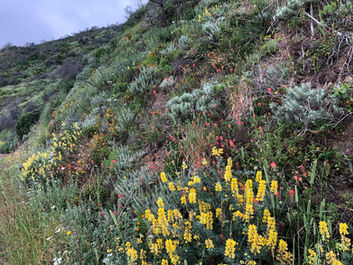 Big Sur Wildflowers