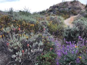 Big Sur Wildflowers