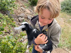 Little boy with baby goat in Big Sur