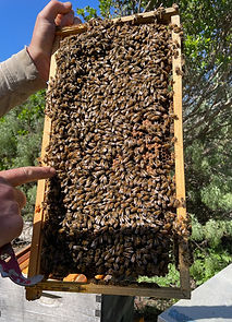 Big Sur Beekeeper points to queen bee