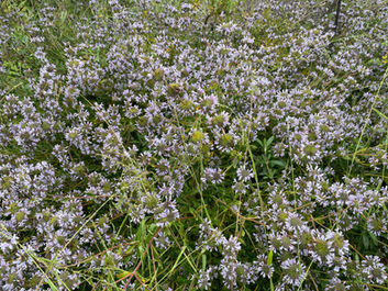 Big Sur Wildflowers