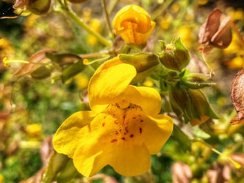Big Sur Wildflowers