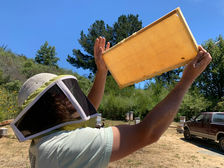 Big Sur Beekeeper with fresh honeycomb