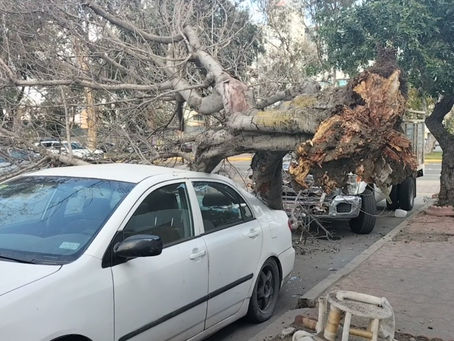 ÁRBOL CAE ENCIMA DE VEHÍCULO ESTACIONADO