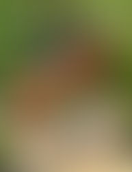 The Tack Room Magazine December 2025