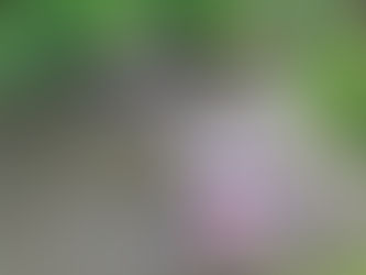 Slalom on the River Frome - Getting out of the Armchair and into the Canoe