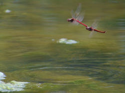 Naturaleza