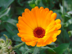 Naturaleza
