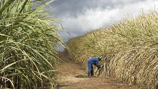 Sugarcane-Field-740-700x466.jpg
