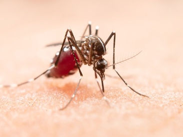 CHIKUNGUNYA: Região Nordeste registra maior incidência da doença em 2022