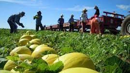 Enel garante energia para a agropecuária da Chapada do Apodi