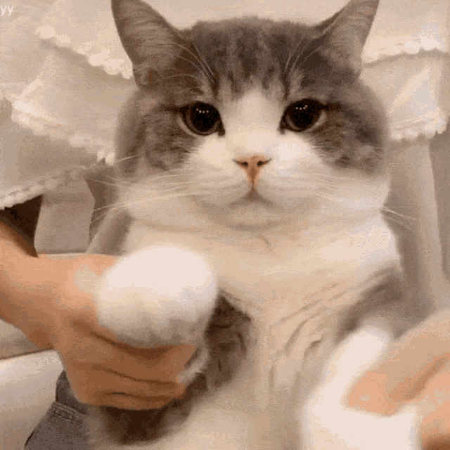 cute-cat.gif