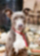 Holly+compressed