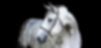 photogenic horse_edited.jpg