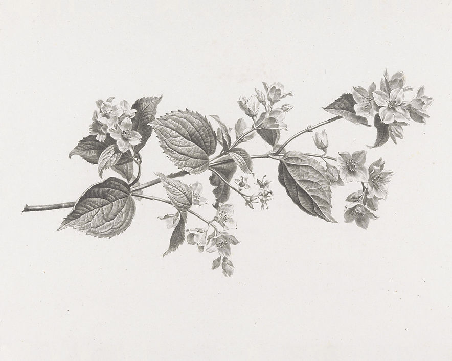 1 Blossom 8x10_edited.jpg