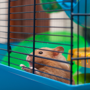 Hutch and cage cleaning tips for small furry pets