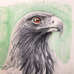 Golden Eagle