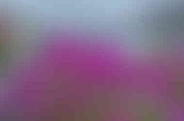 Purple wildflowers growing on rocky terrain with the Matanuska Glacier and mountain peaks in the background, Alaska