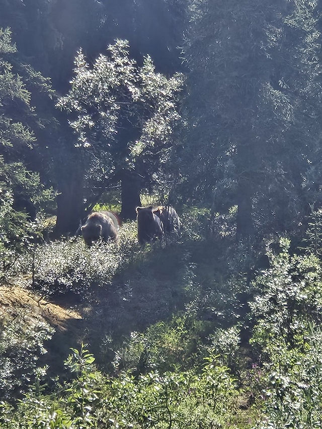 Grizzly bear with cub walking through dense green foliage in Denali National Park & Preserve, Alaska