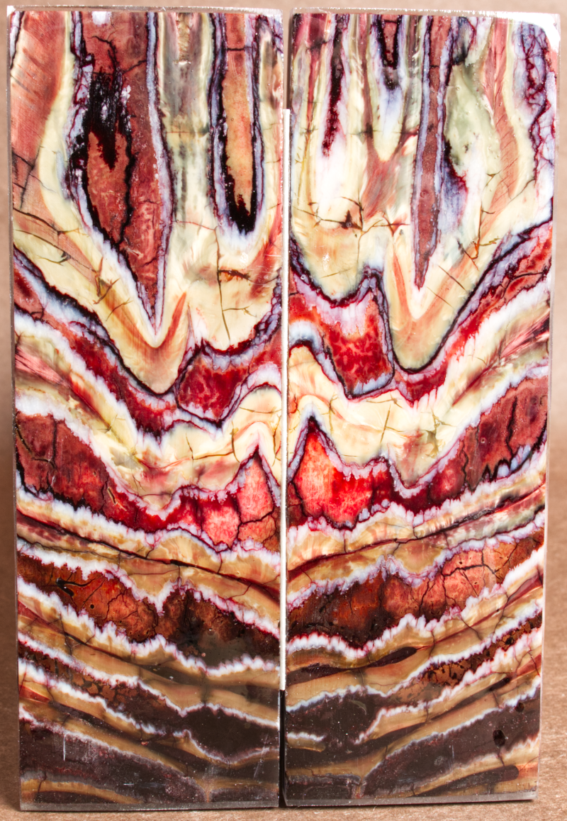 5.2" x 1.7" x 0.25" Stabilized Mammoth Molar Scales 260151