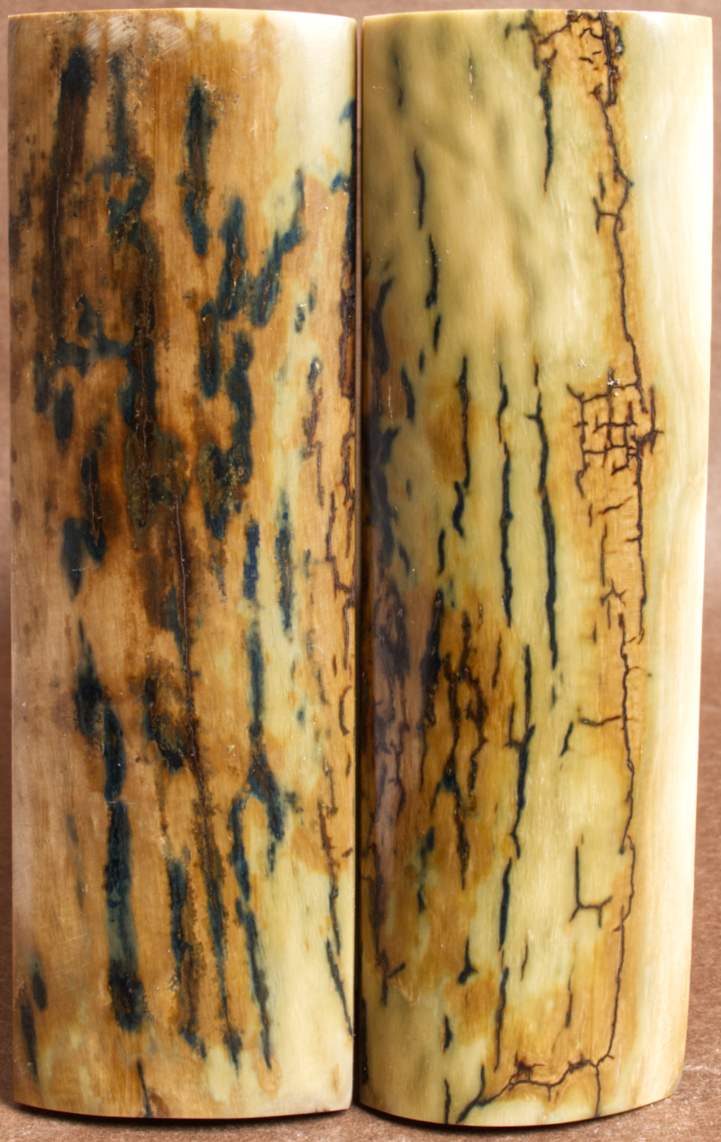 5.25" x 1.65" Stabilized Mammoth Tusk Bark Scales 252741