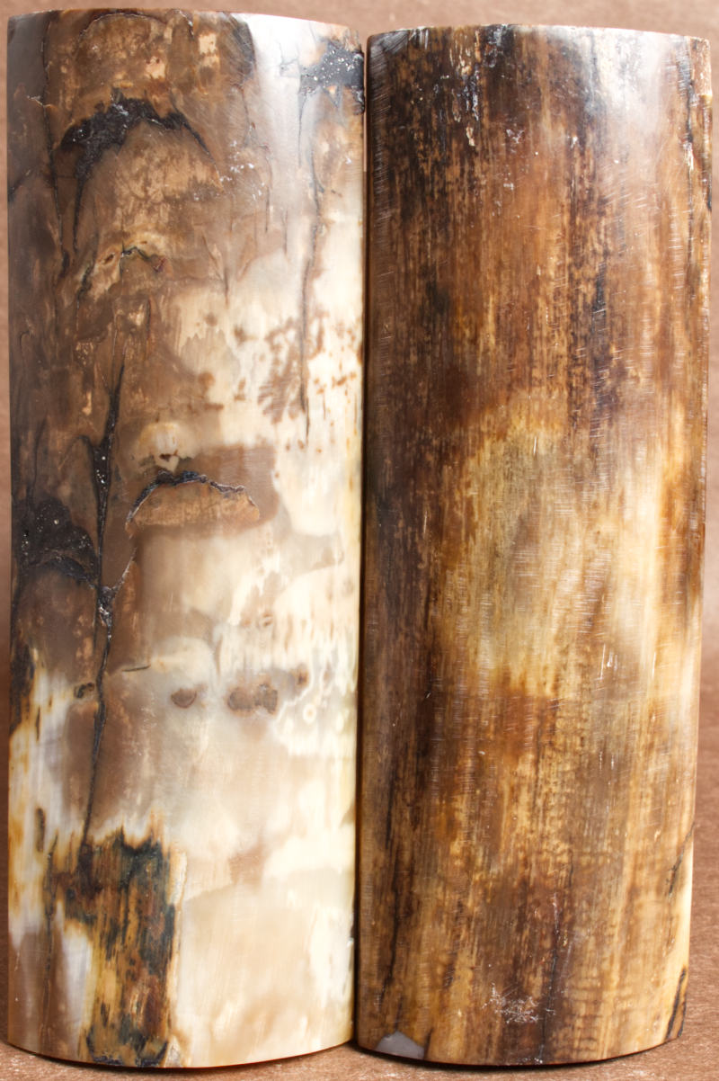 5.25" x 1.8" Stabilized Mammoth Tusk Bark Scales 252735