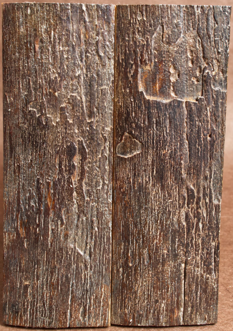 5.2" x 1.75" Stabilized Mammoth Tusk Bark Scales 260439