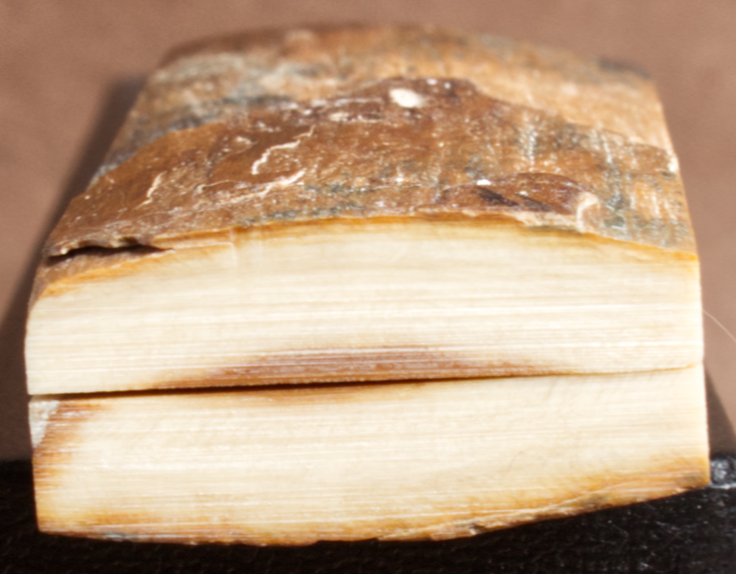Thumbnail: 3.2" x 1.15" Stabilized Mammoth Tusk Bark Scales 260409
