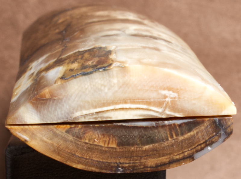 Thumbnail: 5.25" x 1.8" Stabilized Mammoth Tusk Bark Scales 252735