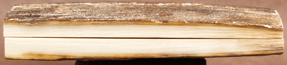 Thumbnail: 3.2" x 1.2" Stabilized Mammoth Tusk Bark Scales 260769