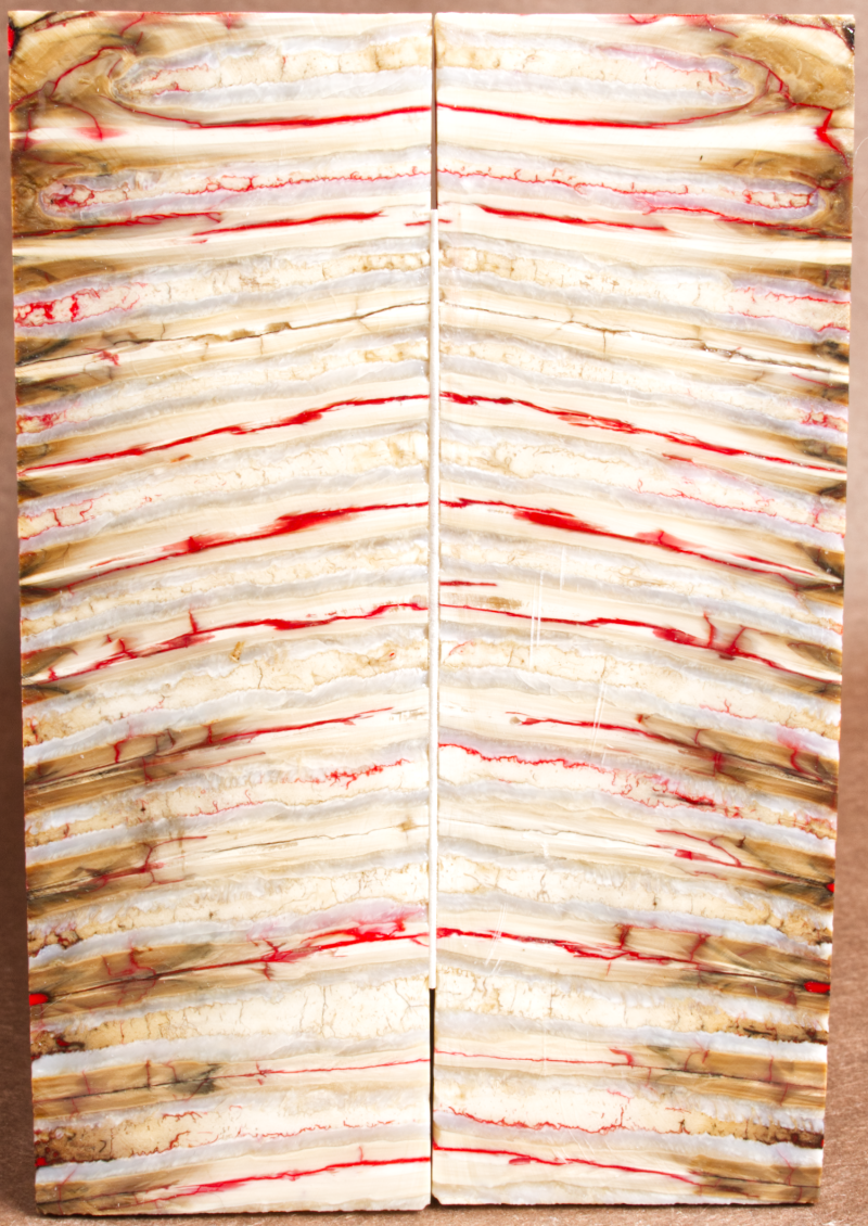 4.75" x 1.6" x 0.2" Stabilized Mammoth Molar Scales 252400