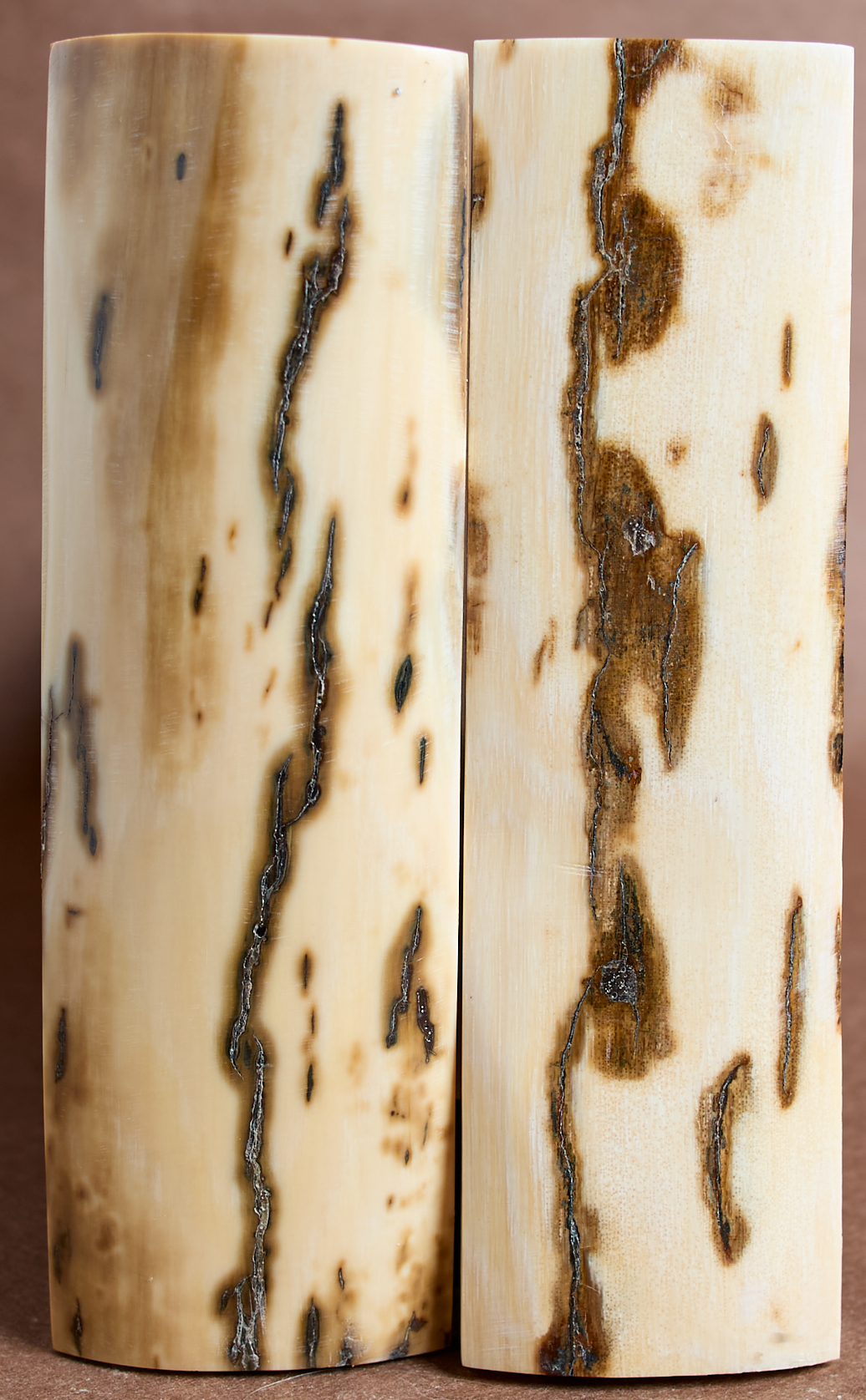 5.25" x 1.5" Stabilized Mammoth Tusk Bark Scales 261437