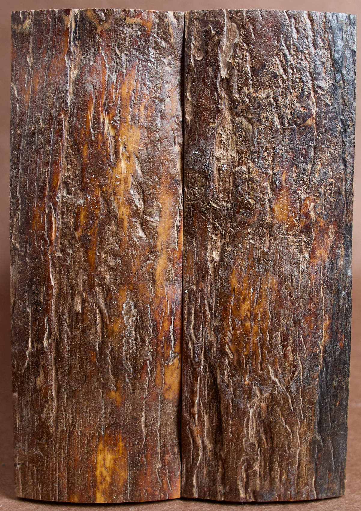 5.1" x 1.75" Stabilized Mammoth Tusk Bark Scales 261461