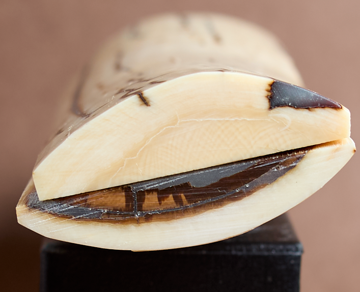 Thumbnail: 5.25" x 1.65" Stabilized Mammoth Tusk Bark Scales 261408