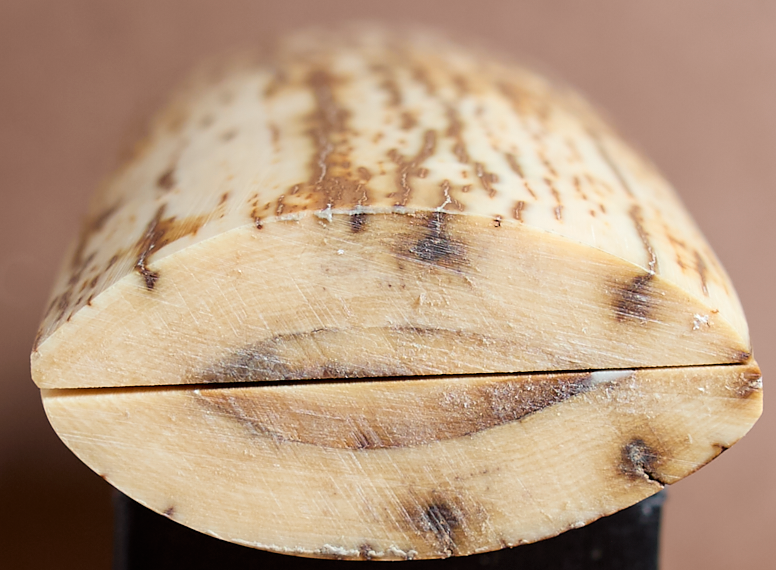 Thumbnail: 5" x 1.75" Stabilized Mammoth Tusk Bark Scales 261365