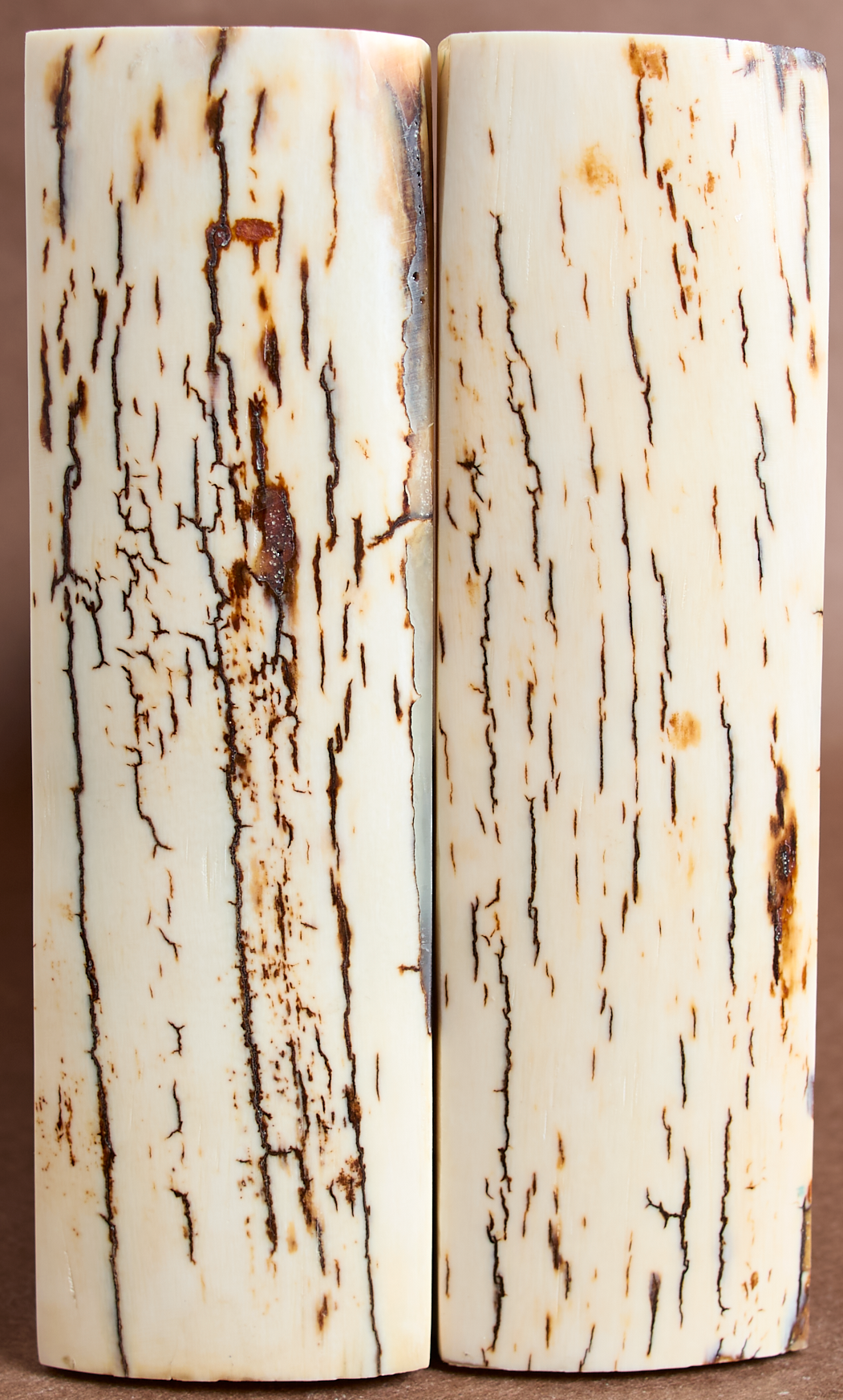 5.25" x 1.55" Stabilized Mammoth Tusk Bark Scales 261414