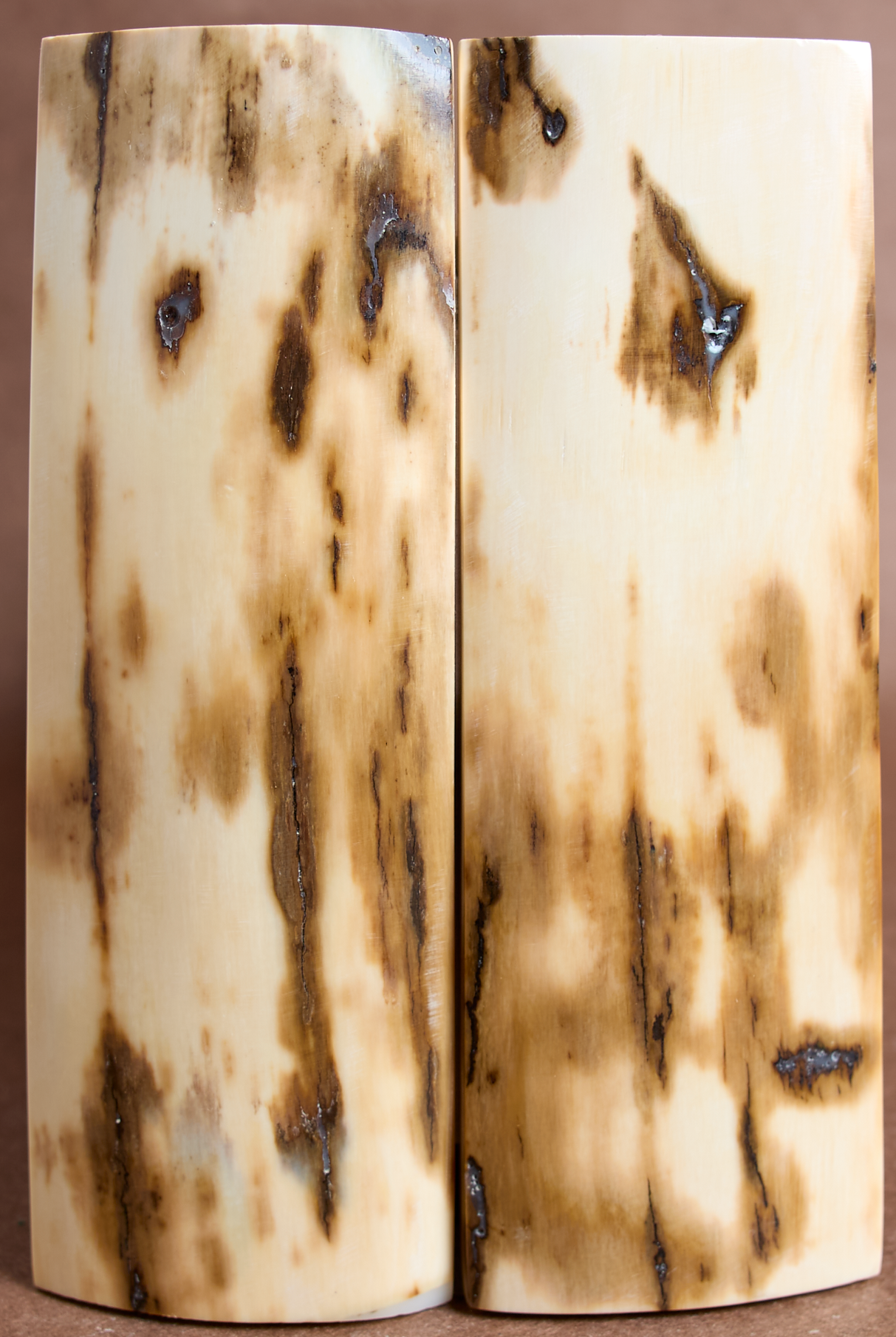 5.25" x 1.75" Stabilized Mammoth Tusk Bark Scales 261345