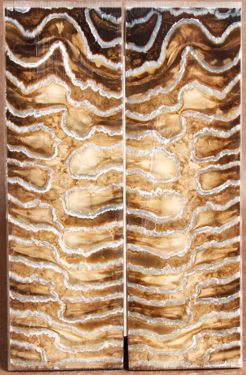 4.9" x 1.6" x 0.18" Stabilized Mammoth Molar Scales 252833