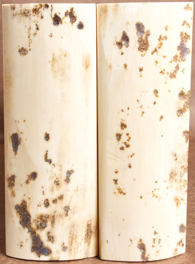 4.6" x 1.65" Stabilized Mammoth Tusk Bark Scales 260247