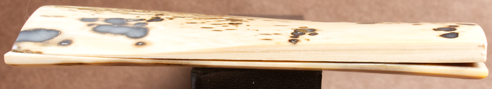 Thumbnail: 5.25" x 1.75" Stabilized Mammoth Tusk Bark Scales 260104