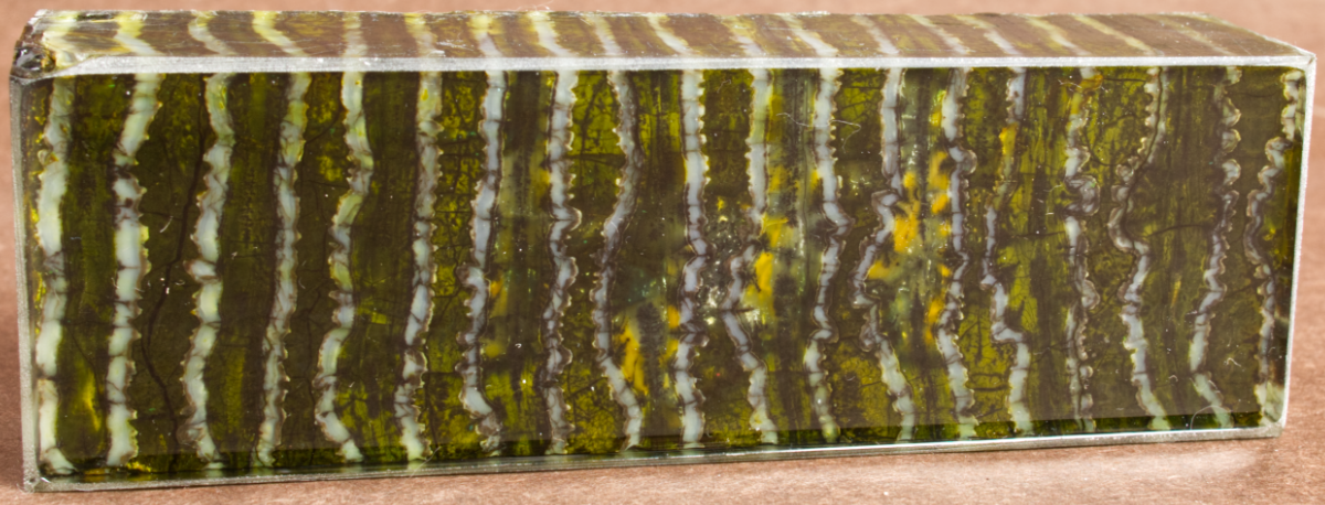 5" x 1.6" x 1" Stabilized Mammoth Molar Block 260682