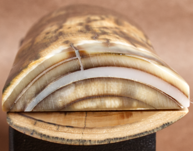 Thumbnail: 5.1" x 1.6" Stabilized Mammoth Tusk Bark Scales 260873