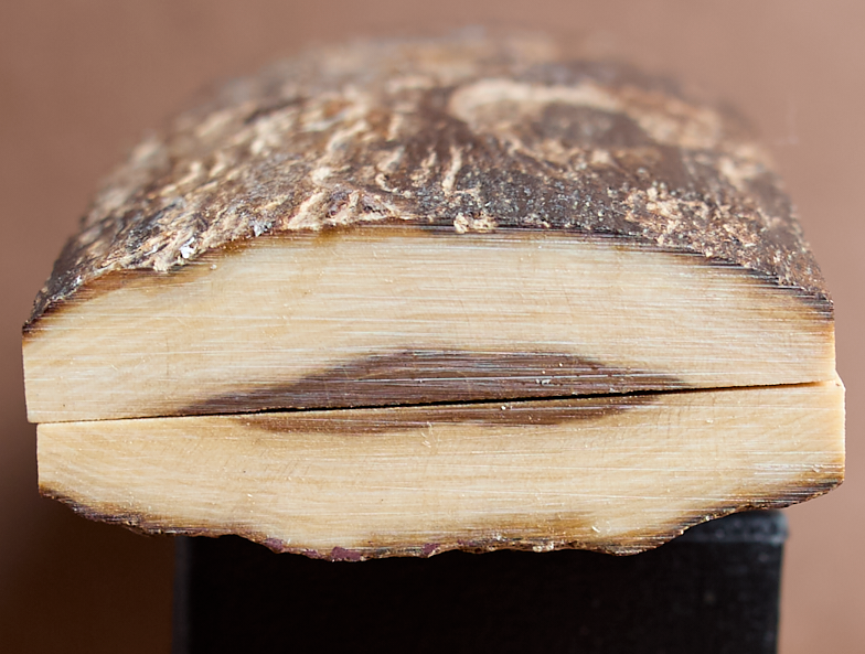 Thumbnail: 5" x 1.75" Intact Mammoth Tusk Bark Scales 261452