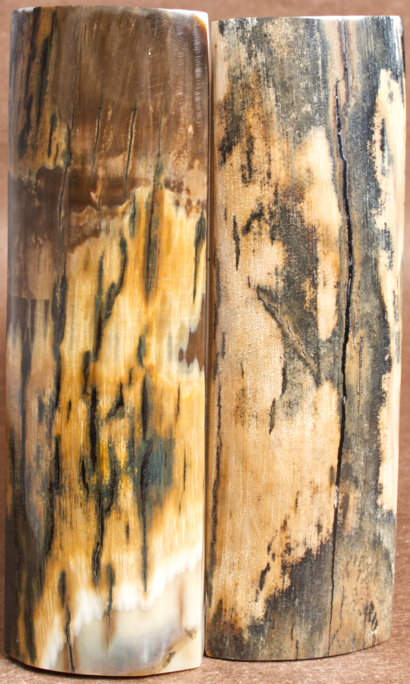 5.1" x 1.6" Stabilized Mammoth Tusk Bark Scales 260873