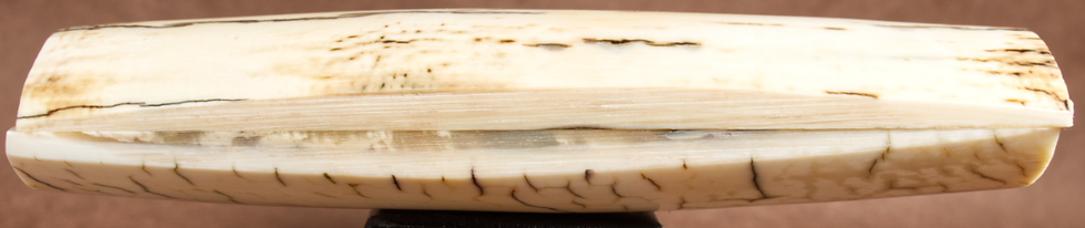 Thumbnail: 5.1" x 1.5" Stabilized Mammoth Tusk Bark Scales 260780