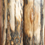 Thumbnail: 5.25" x 1.95" Stabilized Mammoth Tusk Bark Scales 252726