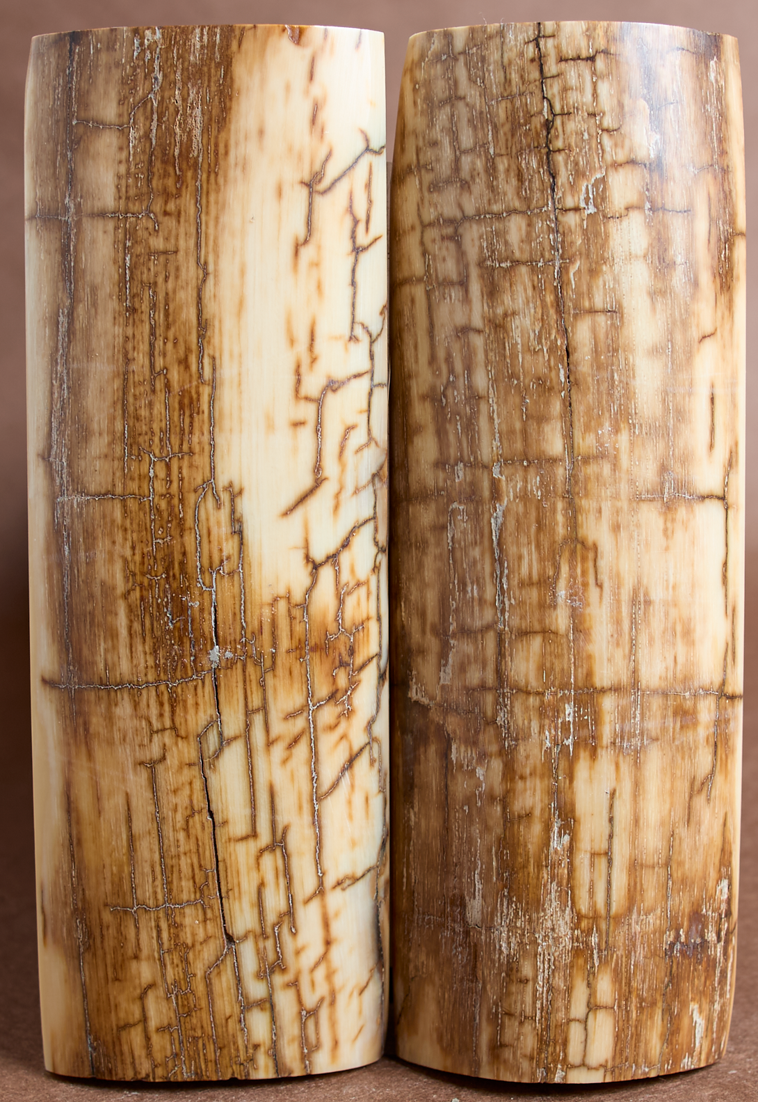 5" x 1.7" Stabilized Mammoth Tusk Bark Scales 261332